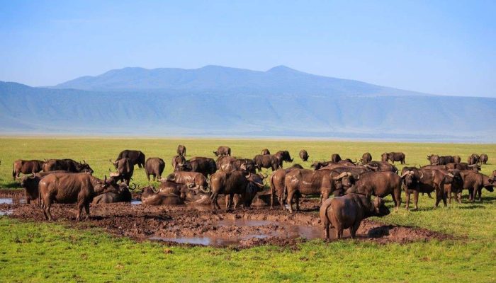 19 Days Northern & Southern Tanzania