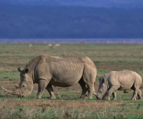 Ngorongoro Crater Day Trip