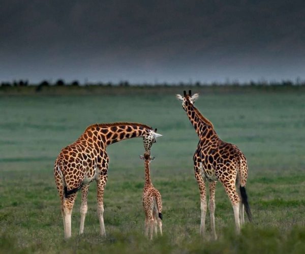 9 Days Marangu Trek Safari