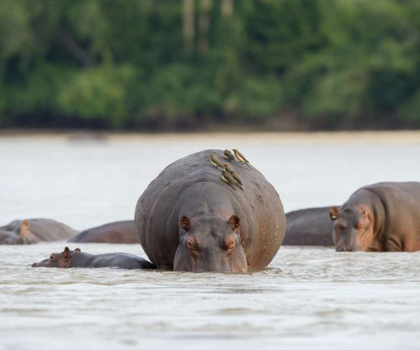 nyerere national park