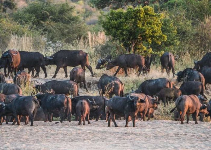 Ruaha National Park