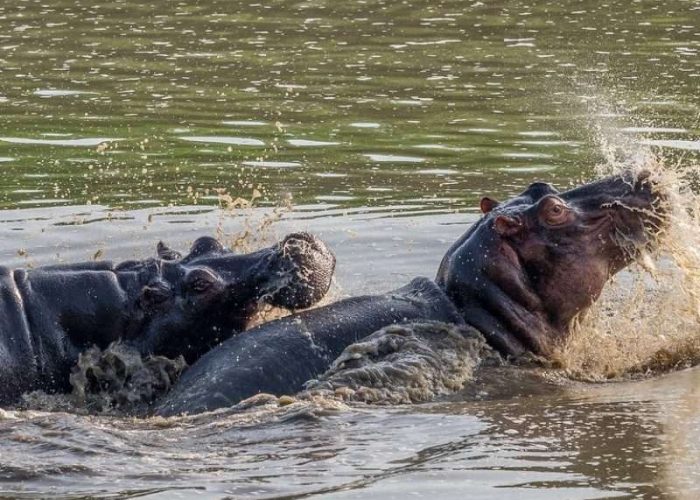 Ruaha National Park