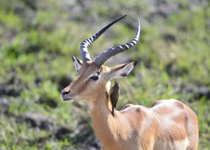 Ruaha National Park