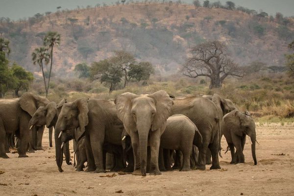 ruaha np