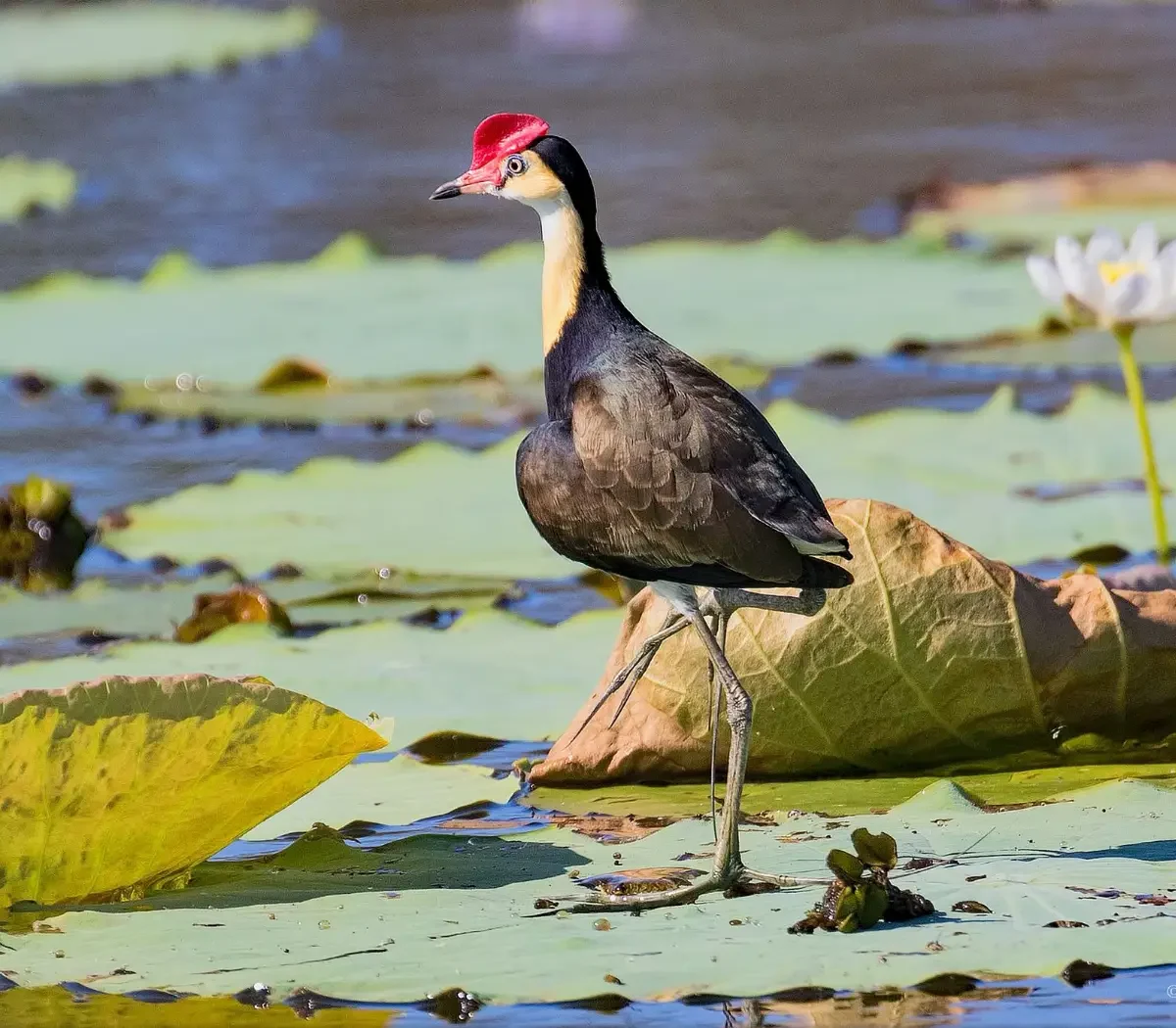 saanane-national-park5