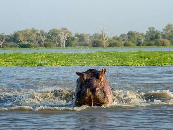 8 Days Selous Safari and Mafia Island