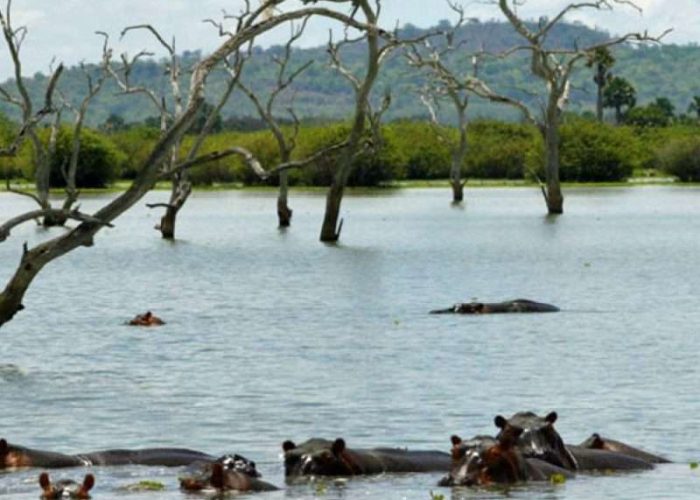 Selous Game Reserve (Nyerere National Park)