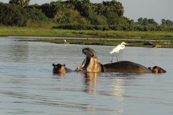 3 Days Selous Fly in Safari