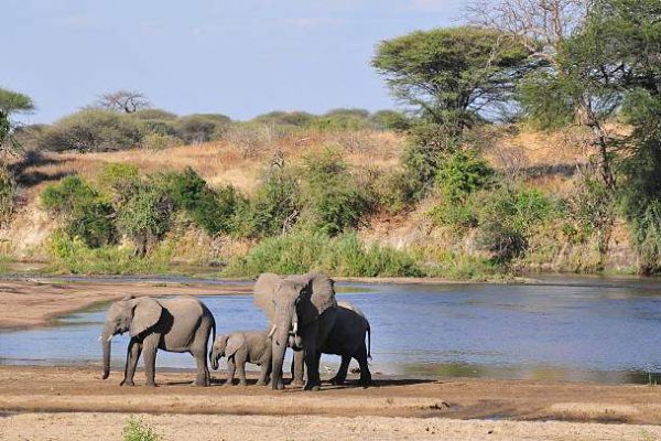 3 Days Selous Fly in Safari