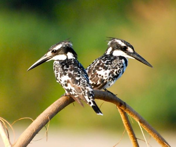 Selous Day Trip Fly In Safari