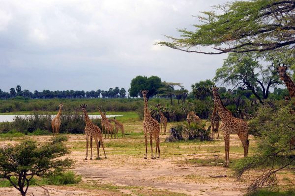 Maasai giraffes, Selous National Park, Tanzania
