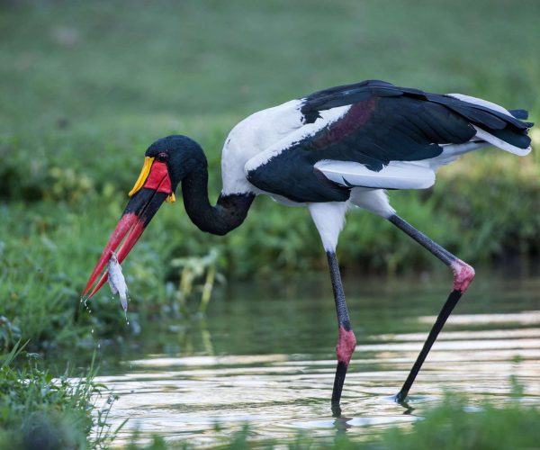 2 Days Selous Fly in Safari