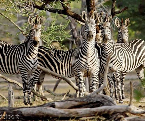 13 Days Southern Circuit Safaris