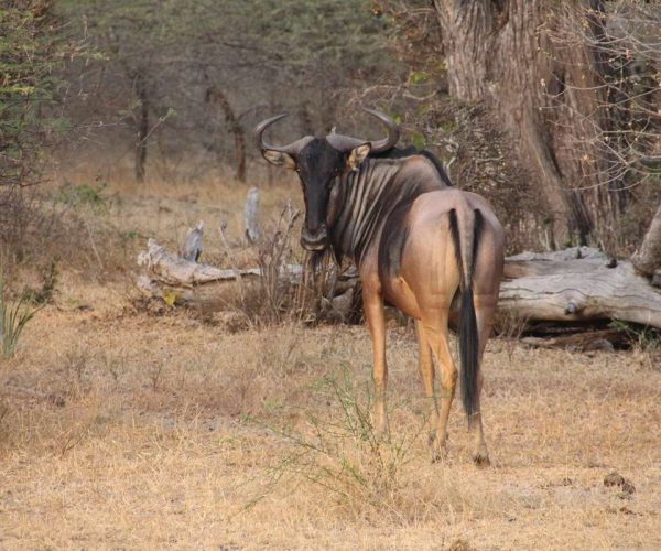 Selous Day Trip Fly In Safari