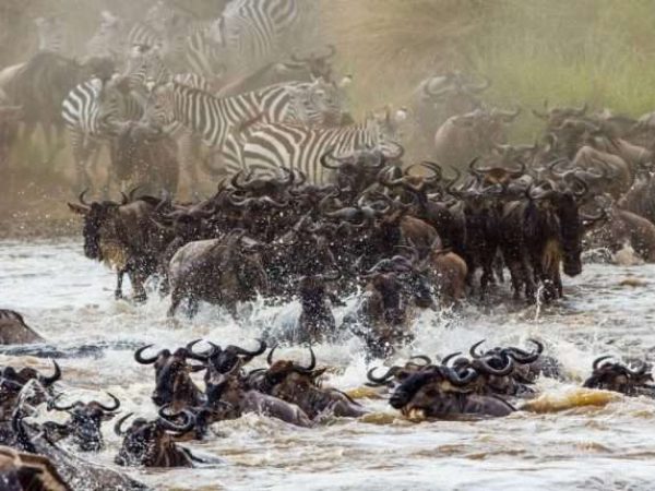 5 Days Serengeti Tanzania Safari