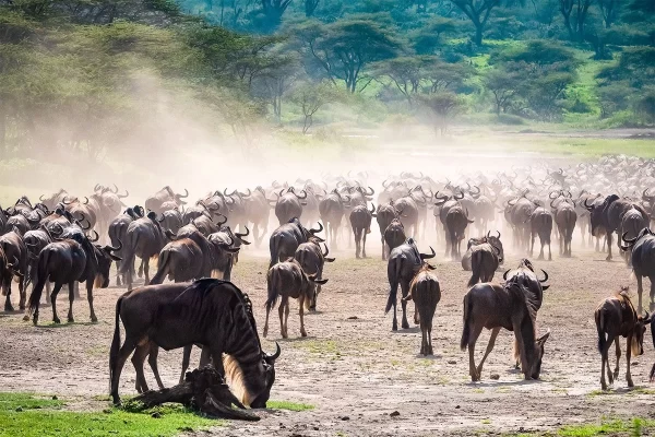 5 Days Serengeti Tanzania Safari