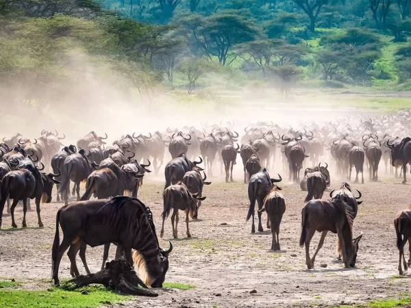 5 Days Serengeti Tanzania Safari