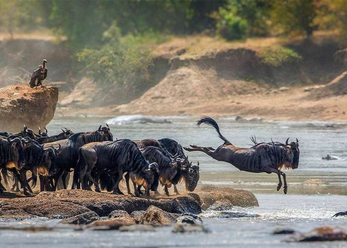 Serengeti National Park Safari Tours