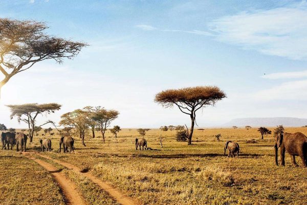 5 Days Serengeti Great Migration Safari