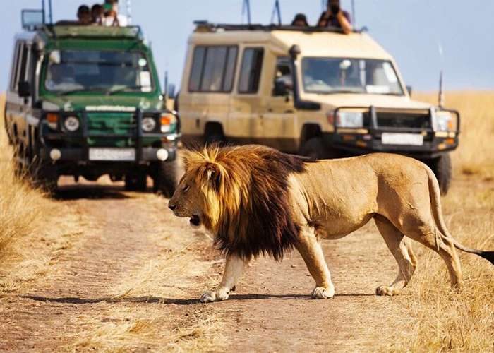 Serengeti National Park Safari Tours