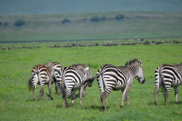 serengeti fly in