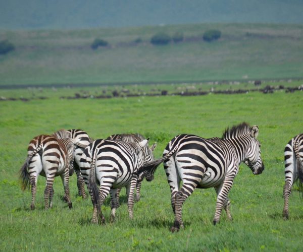 serengeti fly in