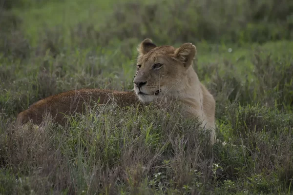 2 Days Serengeti National Park Fly In Safari