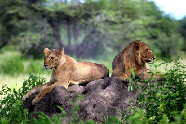 3 Days Serengeti Fly in Safari