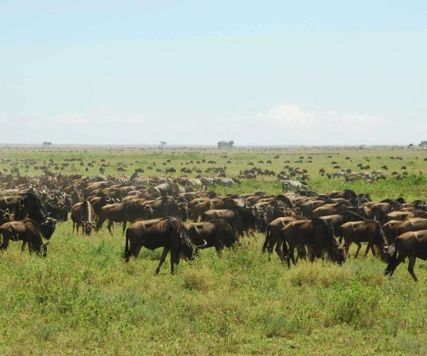 3 Days Serengeti Fly in Safari