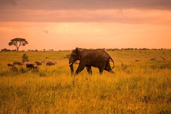 3 Days Serengeti National Park