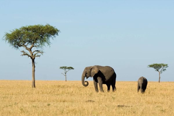 serengeti plain