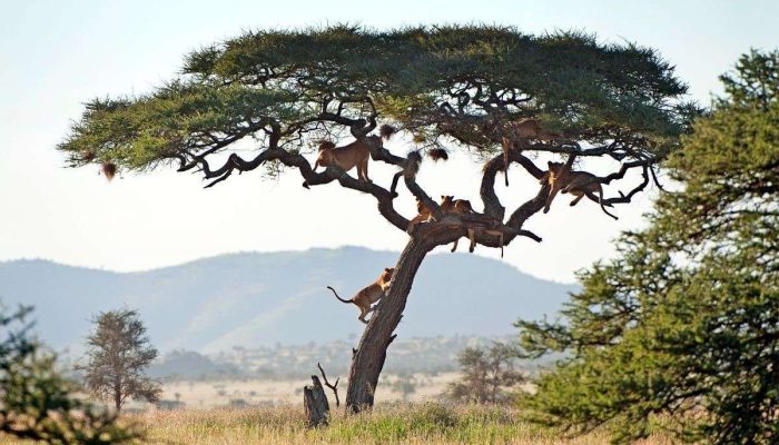 Top Experiences in Tanzania