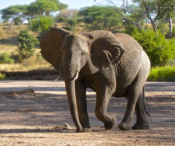 3 Days Manyara/Ngorongoro/Tarangire