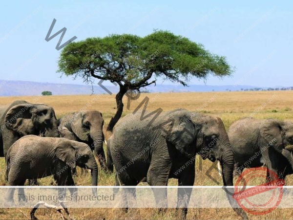 3 Days 2 Night Ngorongoro Rhino Lodge