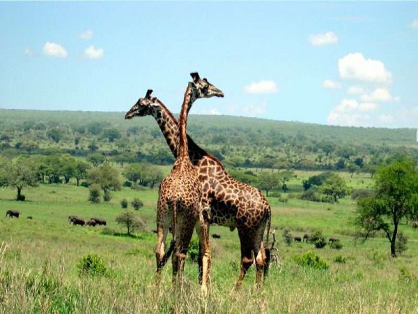 2 Days Tarangire & Ngorongoro Crater