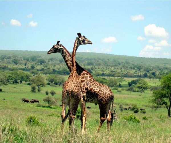 2 Days Tarangire & Ngorongoro Crater