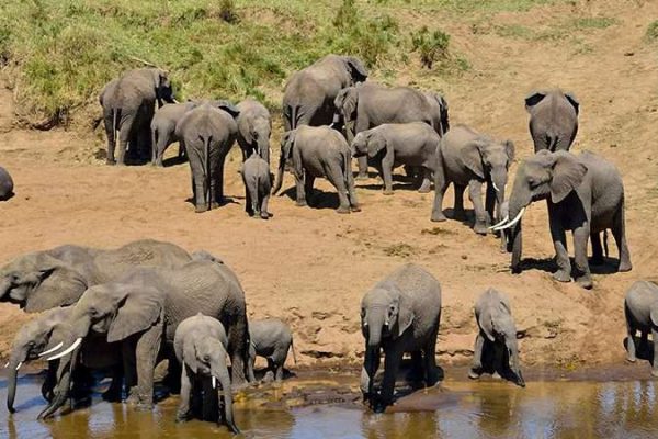 2 Days Tarangire National Park & Ngorongoro Crater