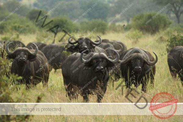 tarangire