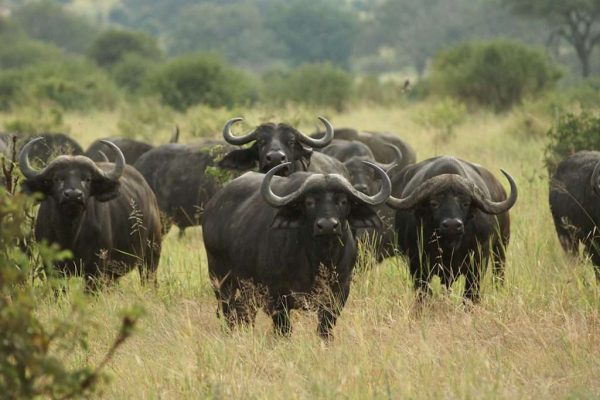 2 Days Tarangire National Park & Ngorongoro Crater