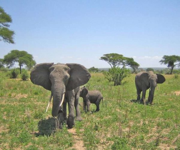 10 Days Tanzania Safari & Zanzibar