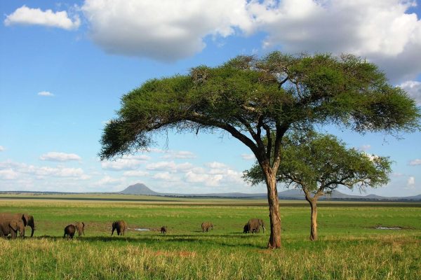 7 Days Serengeti Migration Safari