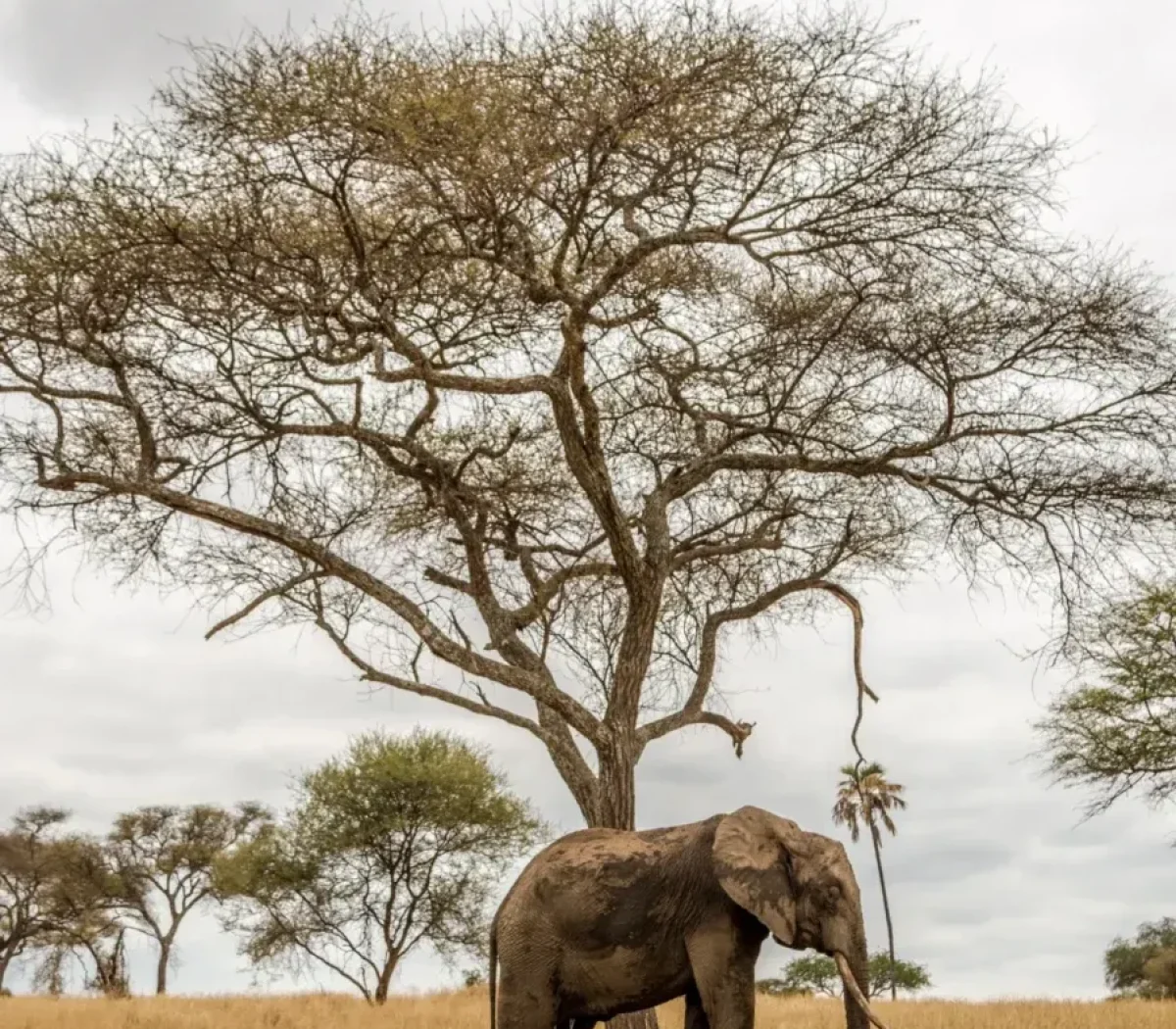 tarangire-national-park-6