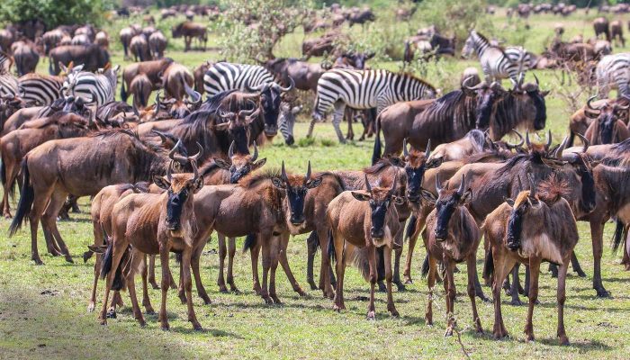 13 Days kenya Tanzania Wildlife Safari