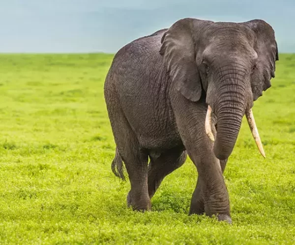 5 Days Serengeti Great Migration Safari