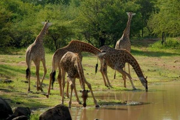 2 Days Mikumi Safari Package