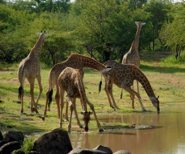 2 Days Mikumi Safari Package